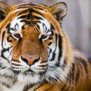 В копилку экологических мероприятий - Всероссийский урок тигра!